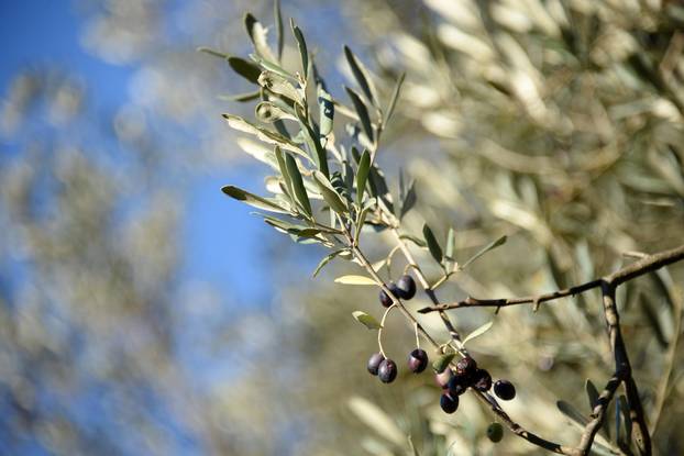 Maslina na Brijunima jedna je od najstarijih na Mediteranu