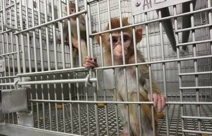 Majmuni se nisu mogli dvaput zaraziti koronom u laboratoriju