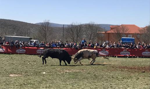 Spektakl u Dicmu: Čuvajte me se! Ja sam najjači bik u zemlji