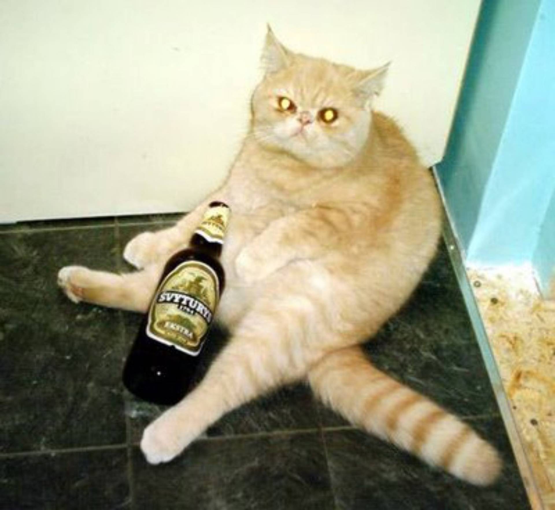 Кот алкоголик