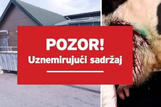 Užasni prizori na slavonskoj farmi: 'Muzu ih dok ne uginu, mnoge krave ne mogu stajati'