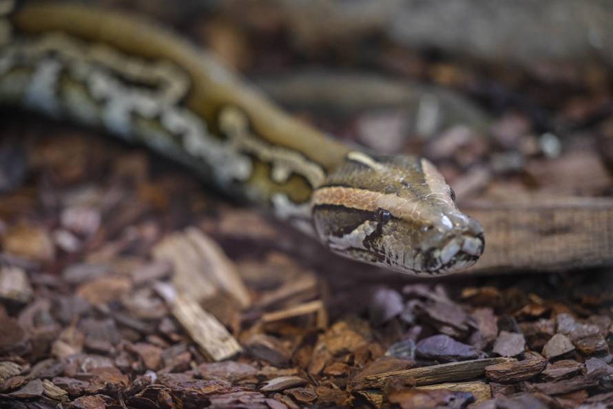 24sata Zagreb: Rodilište u Zoološkom vrtu