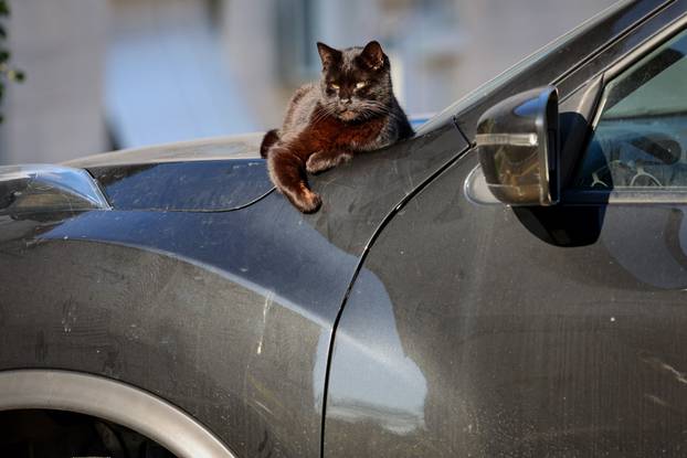 Zadar: Mace uživaju u sunčanom danu