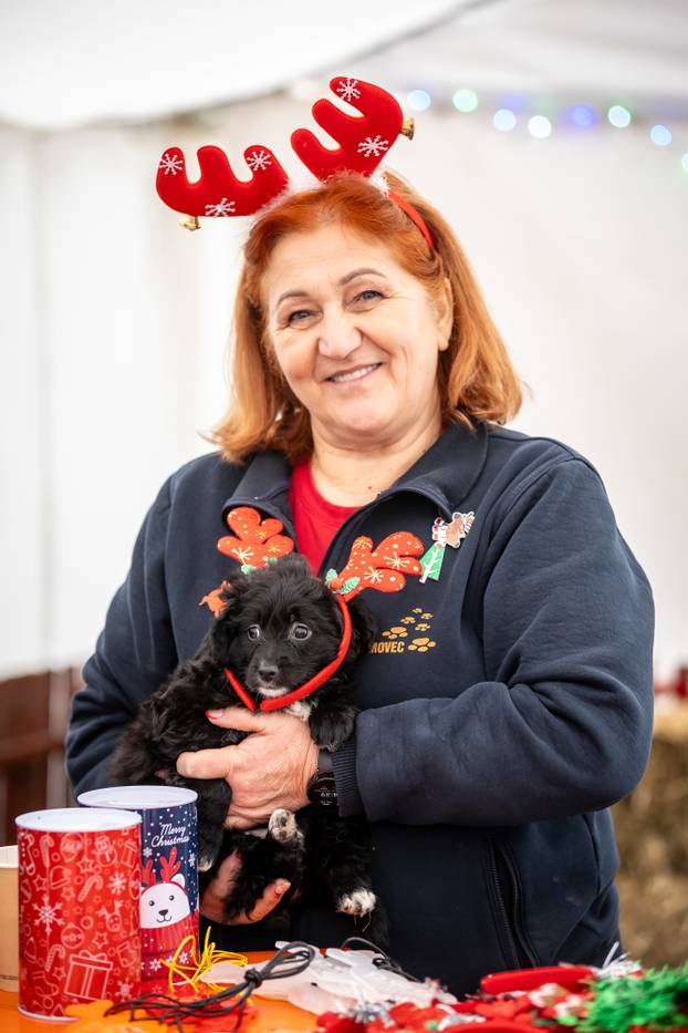 I psići vole advent: Preslatke fotke štenaca koji traže dom