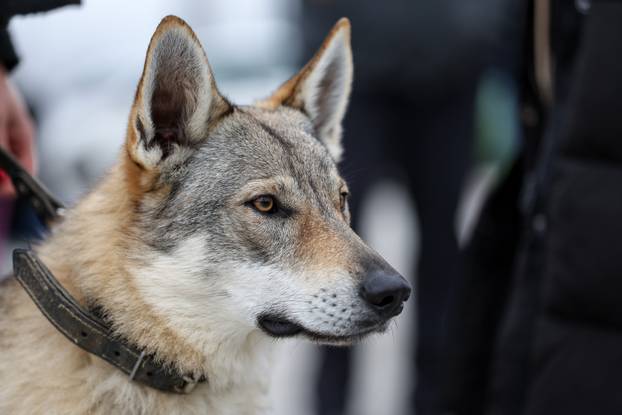 Izložba pasa svih pasmina ispred shopping centra Westgate City u Zaprešiću