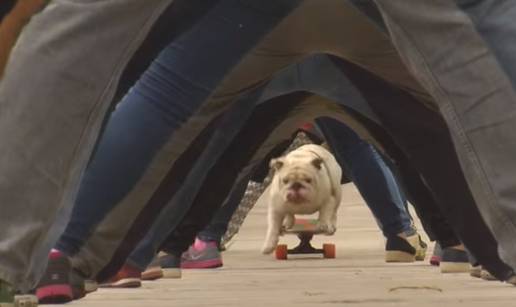 Buldog Otto srušio Guinessov rekord u vožnji skateboarda 