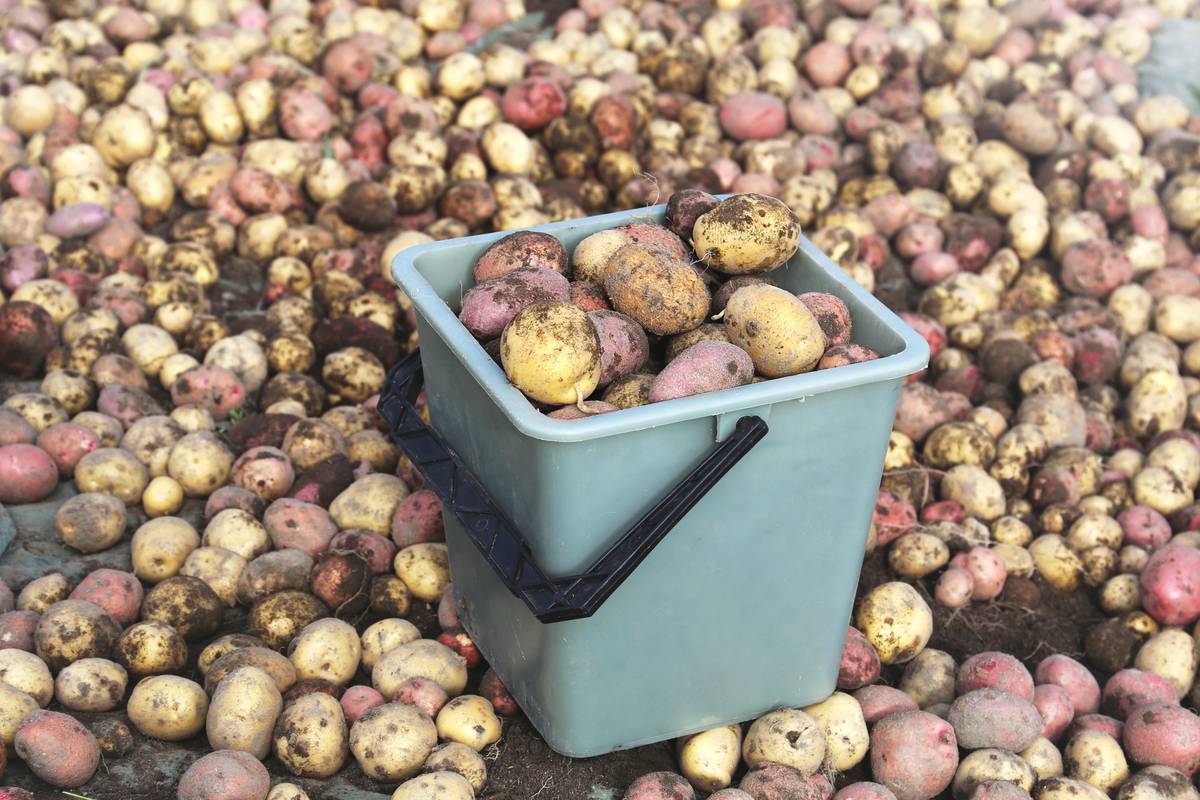 Prodaju nam stariji krumpir koji je dozreo pod mladi: 'Domaći trebamo čekati još mjesec dana'