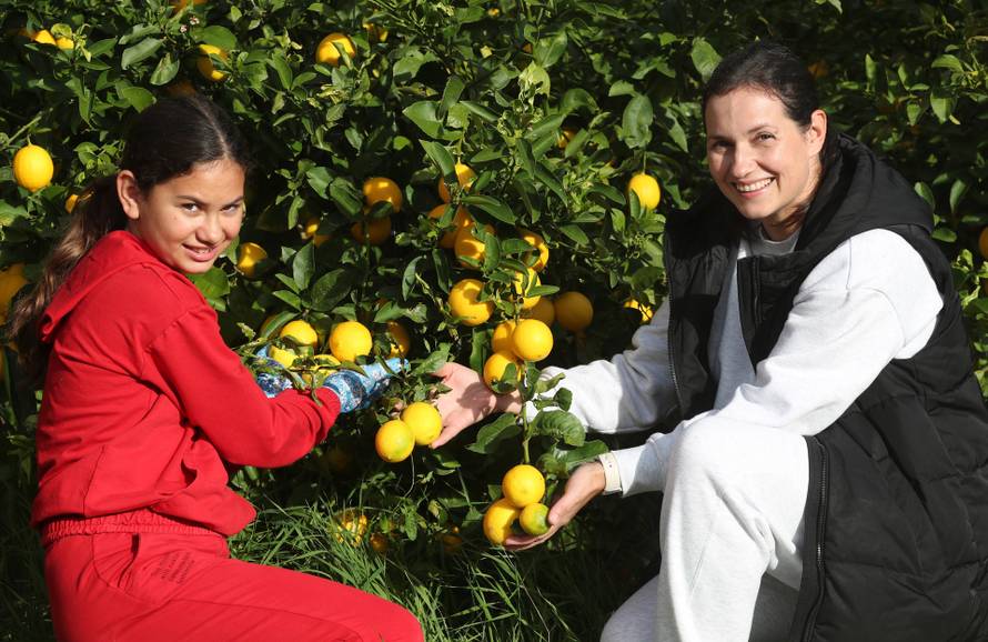 Berba agruma u Opuzenu