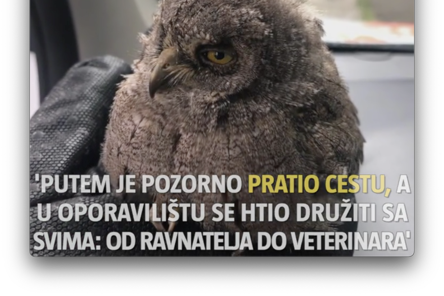 Volonteri Dumovca u Zagrebu spasili malog ćuka