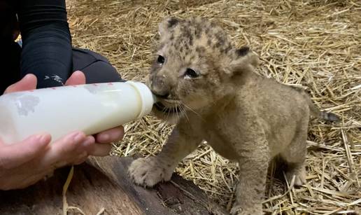 Simba je  prvi lavić u Zoo vrtu u Singapuru koji je  došao na svijet - umjetnom oplodnjom