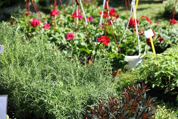 Osijek: Festival cvijeća i drveća 2026.