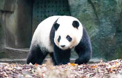 Najstarija panda na svijetu u Zoo vrtu proslavila 38 rođendan