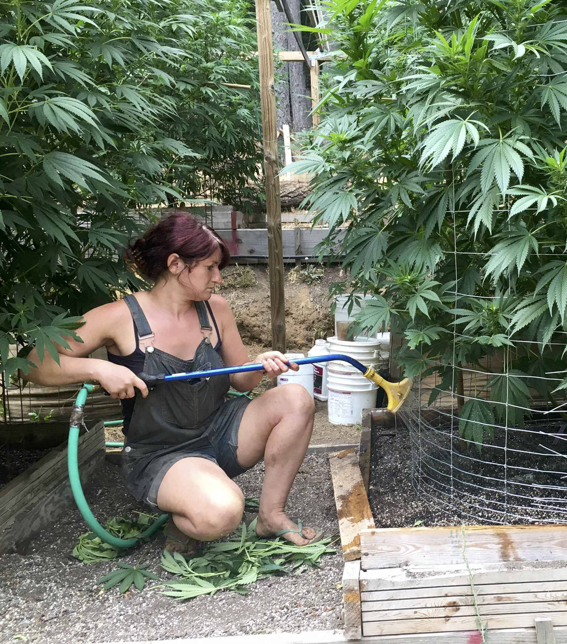 An unnamed worker waters cannabis plants on Steve Dillon's farm in Humboldt County, California