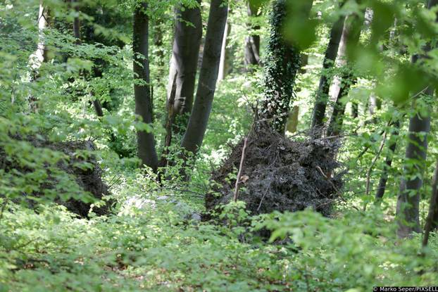 Zagreb: Tri tjedna nakon razorne oluje na Sljemenu i dalje vidljive posljedice 