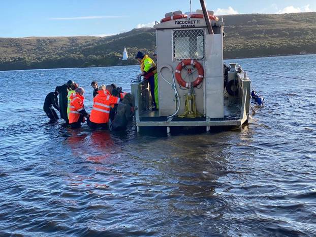 Whale rescue efforts take place at Macquarie Harbour in Tasmania