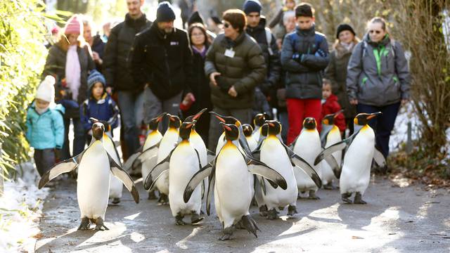 FILE PHOTO:  People follow king penguins exploring their outdoor pen at Zurich's Zoo