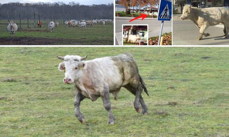 Bik Joza već trčkara na farmi u Lasićima. Ima društvo i čeka da mu pronađu nove udomitelje