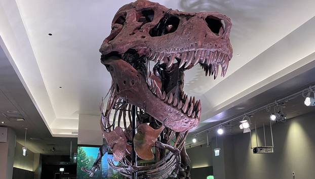 The skeleton of "SUE", the Tyrannosaurus rex is displayed at the Field Museum of Natural History in this undated handout picture