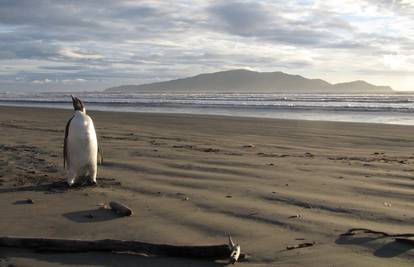 Pingvin preplivao 3500 km u mjesec dana i postao zvijezda