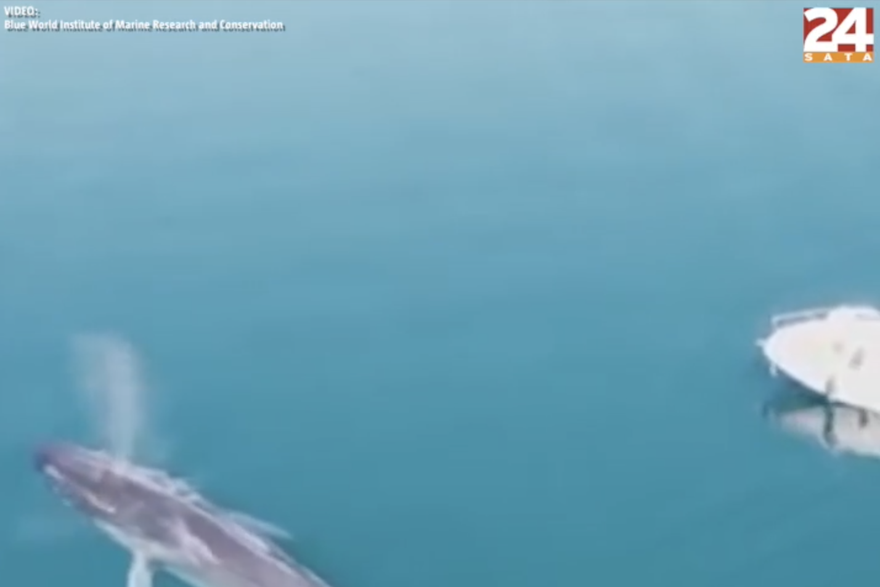 Kitovi u Jadranu