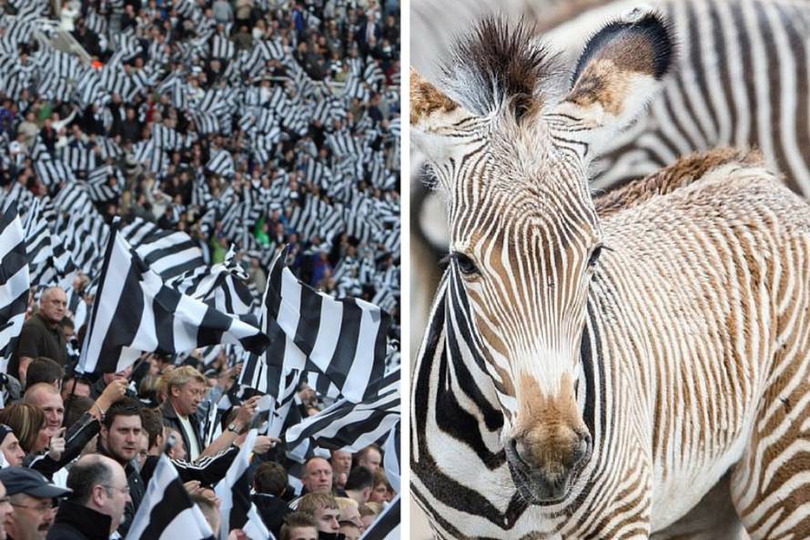 PIXSELL/24sata/sport