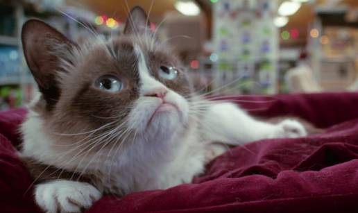 Ma kakav Grinch: Grumpy Cat uči kako istinski mrziti Božić