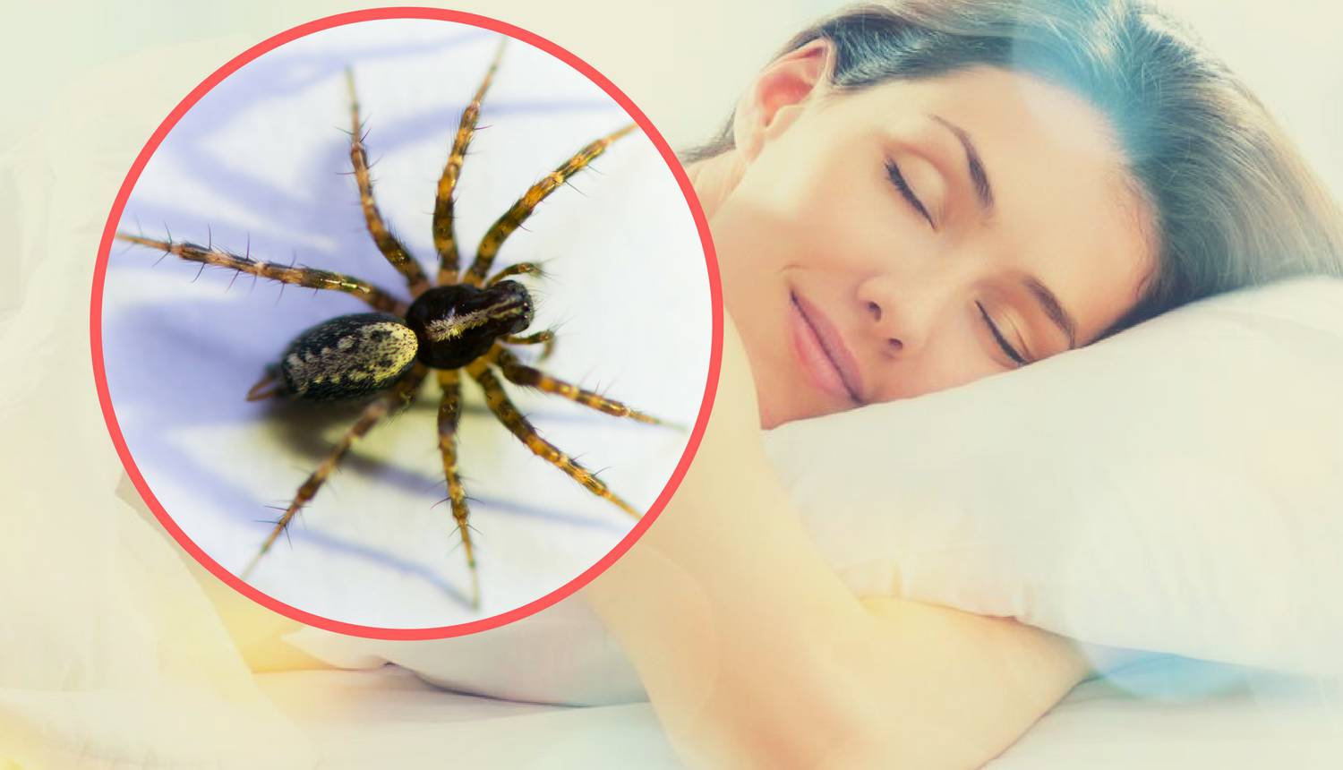 7 trikova kako držati pauke što dalje od kreveta i spavaće sobe