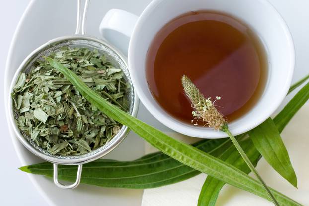 homemade remedy - herbal plantain tea (plantago lanceolata) - he
