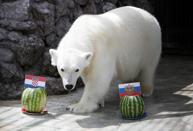 A polar bear attempts to predict the result of the soccer World Cup match between Croatia and Russia in Krasnoyarsk