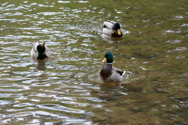 Krapina: Divlje patke vrijeme krate igranjem u rijeci Krapin?ici