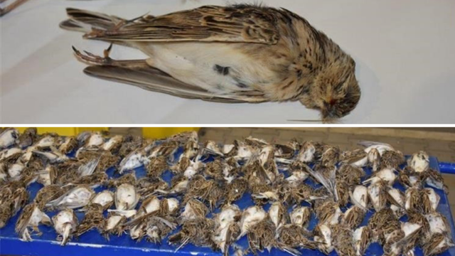 U autu mu našli mrtve ptice: Dobio je 30.000 kuna kazne