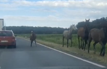 VIDEO Konji slobodno trčali po bjelovarskoj obilaznici: Probili su ogradu i pobjegli vlasnici