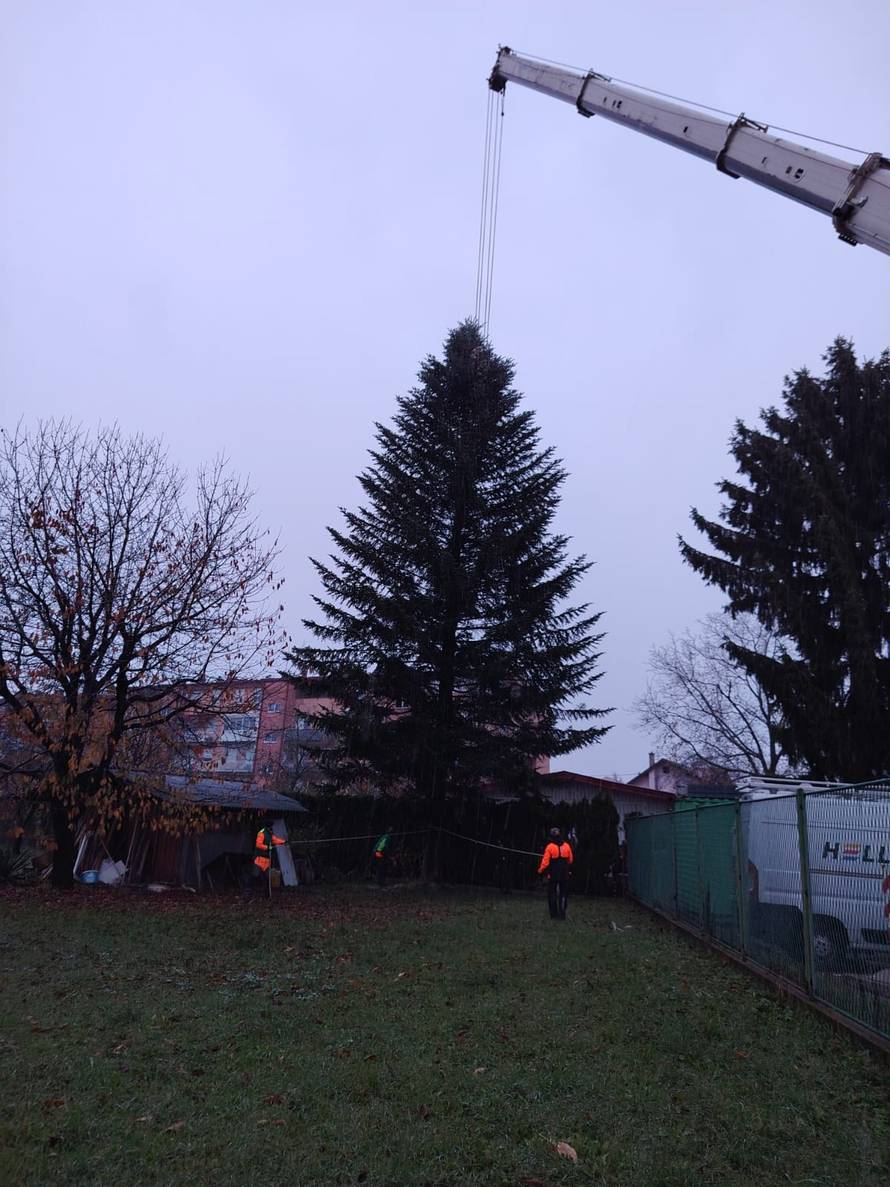 FOTO Ovo je jelka koje će ove godine biti na Trgu: 'Visoka je 18 metara, jako sam ponosan'