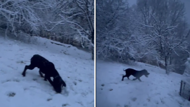 Vauuu, što je ovo bijelo? Štene iz okolice Zagreba prvi put na snijegu. Video je presladak