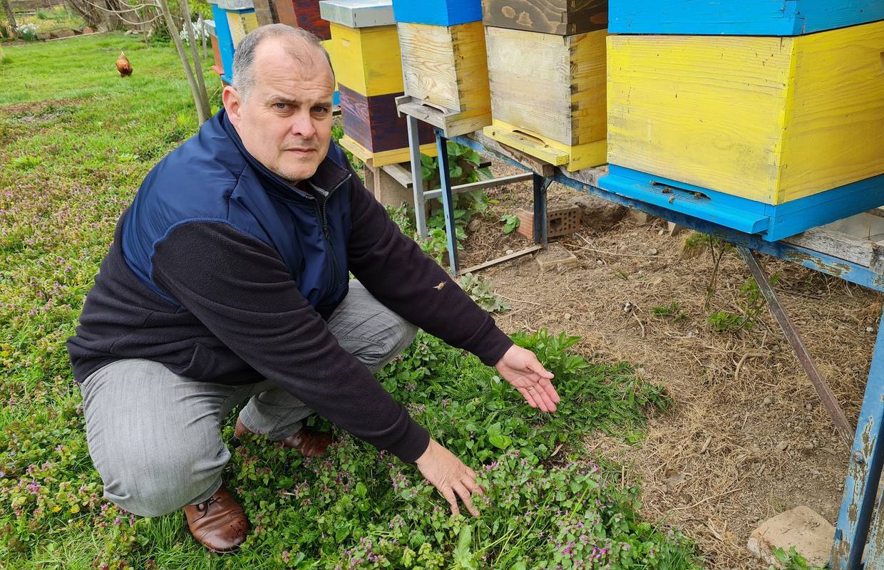 Inspekcija utvrdila: Zabranjeni pesticid kriv je za masovni pomor pčela u Međimurju