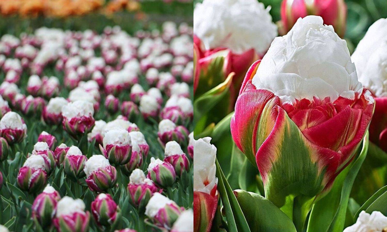 Tulipan koji oblikom podsjeća na sladoled novi je cvjetni hit!