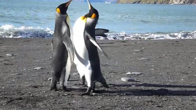Smiješna svađa: Pingvini svoje razmirice rješavaju 'šamarima'