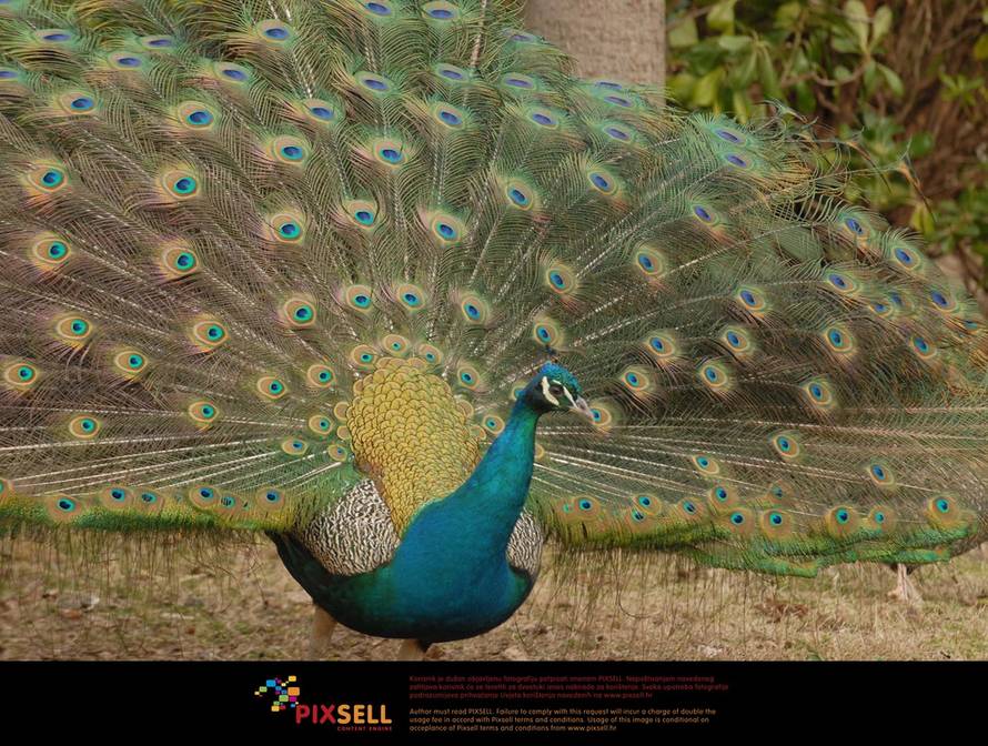 Hrvoje Jelavić/Pixsell