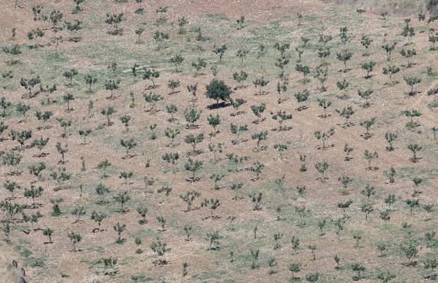 FILE PHOTO: Pistachio trees are seen in a field affected by the prolonged drought, in Ronda