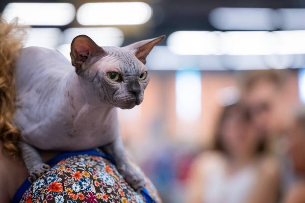 Zagreb: Drugi dan Međunarodne izložbe mačaka