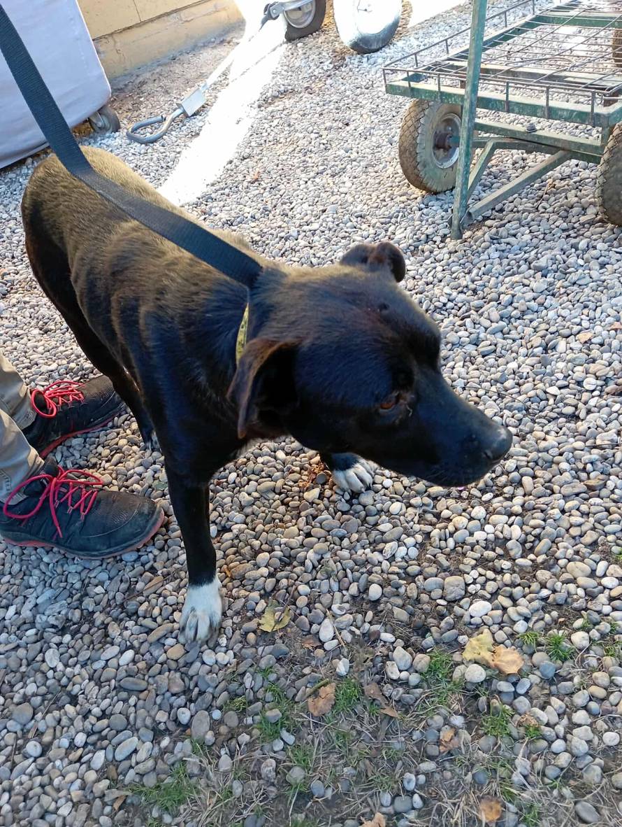 Iz romskog naselja u Međimurju spasili 37 pasa: 'Bez nadzora tu lutaju, a mačke ni ne prežive...'