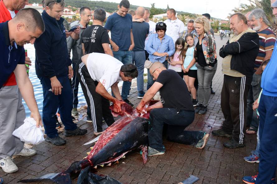 U plićak došla tuna od 230 kg: 'Svašta sam prošao, ali ovo...'