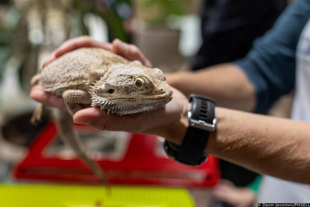 Osijek: Obilježavanje svijetskog dana gmazova u Zoološkom vrtu