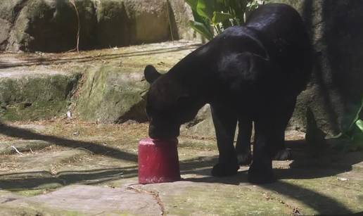 VIDEO Toplinski val u Brazilu: Temperature više od 40 pa nose životinjama smrznutu hranu...