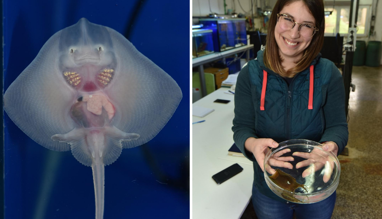 U pulskom Aquariumu izlegla se prva raža: Ime joj je Srećko