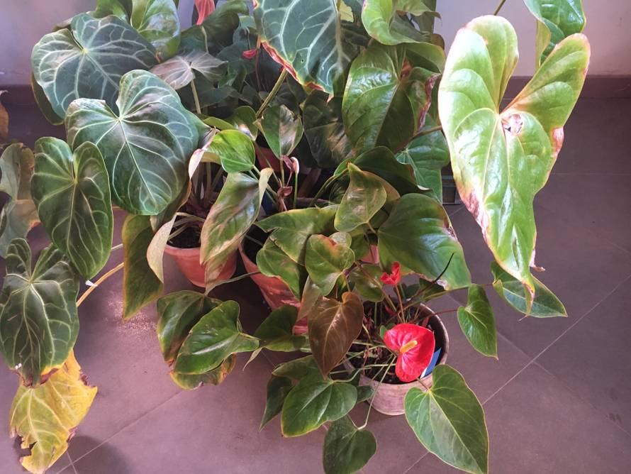 Rasprodaja u Botaničkom vrtu: Mesožderke su već od 30 kuna