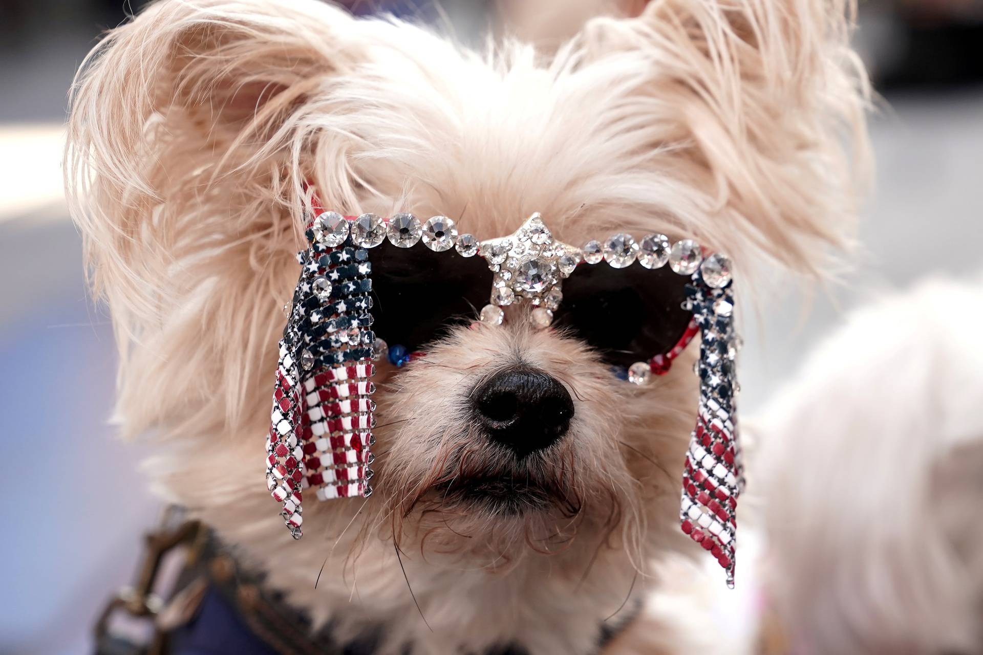 People pose their dog for pictures as they await the decision in the U.S. election in Times Square