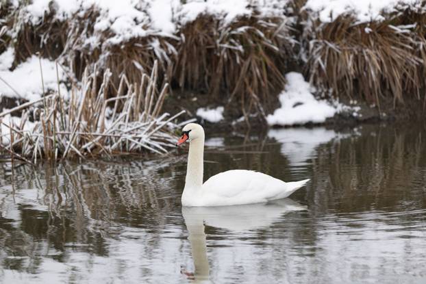 Kopački rit: Zimska idila u Baranji 