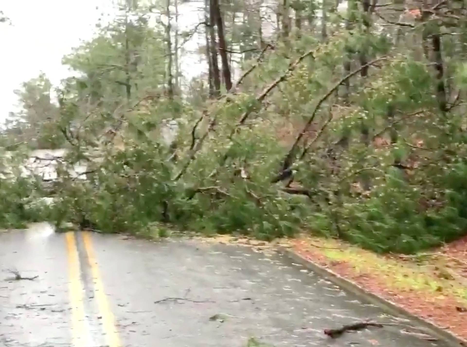 Fallen trees lie across a road following a tornado in Beauregard, Alabama, U.S. in this March 3, 2019 still image obtained from social media video