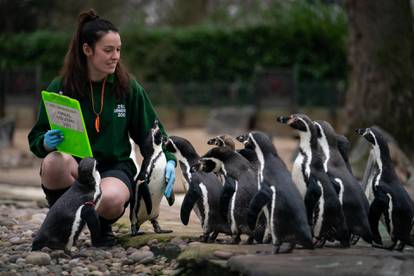 U londonskom zoološkom vrtu počelo godišnje popisivanje životinja, imaju preko 400 vrsta